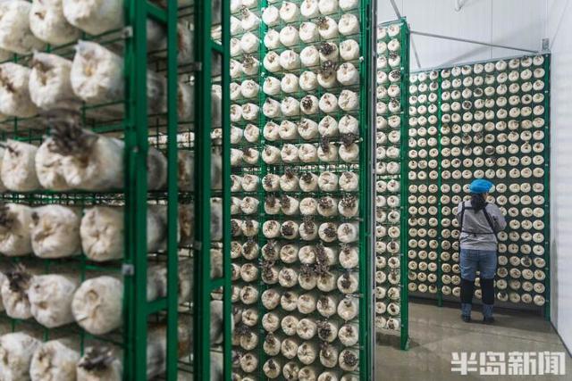 3亩地达到200亩产能，这里的蘑菇四季住“空调房”(图2)